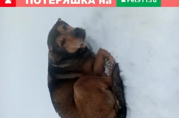 Найдена собака с ошейником на ул. Луначарского 26