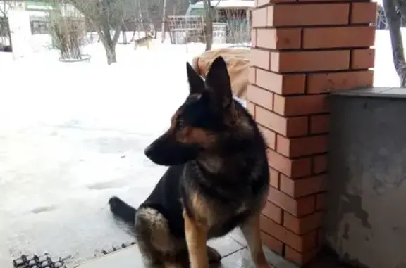 Найдена собака Овчарка в Орехово-Зуевском районе