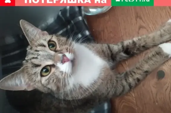 Найдена кошка на пр. Авиаконструкторов 19 в СПб