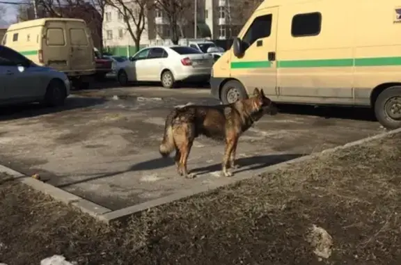 Собака найдена на перекрестке 45 стрелковой, Воронеж.