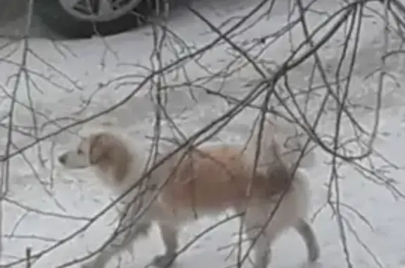 Найдена собака возле улиц Цинковая и Красных Пилотов в Челябинске