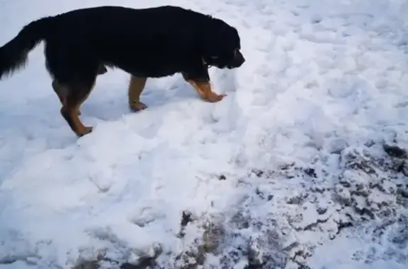 Найдена собака Метис ротвейлера в Москве, ищет хозяев