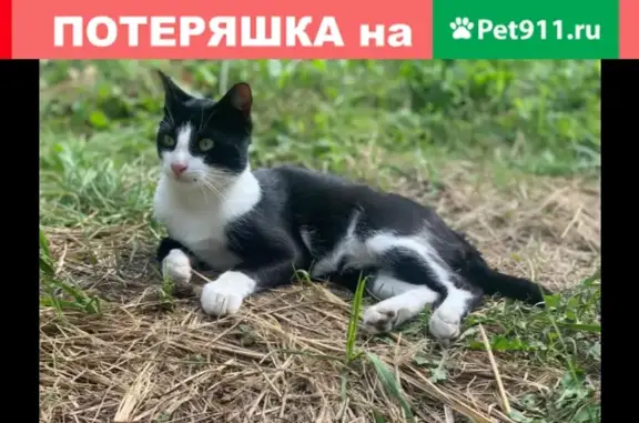 Пропала кошка на Софье Перовской, Жуковский