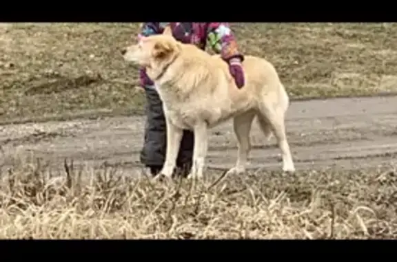 Пропала собака в деревне Черкасово, Петушки