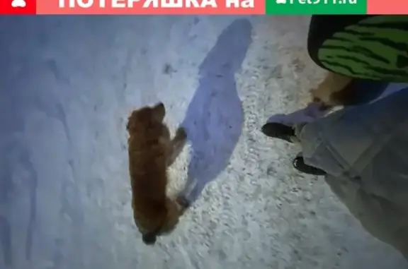 Найден рыжий пес в районе АМЗ, Челябинск
