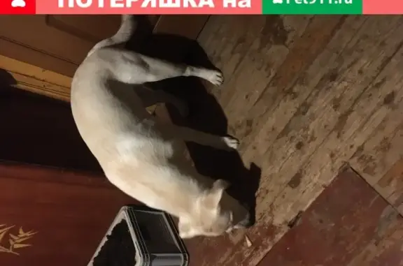 Найден молодой пес в Видном.