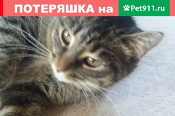 Пропала кошка, ул. М.Горького 34, Череповец