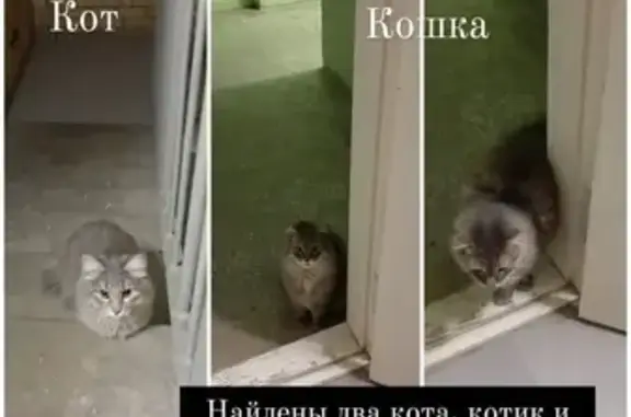 Найдена серая кошка на улице Губкина 30А в Казани