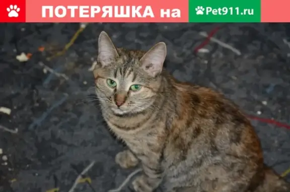 Пропали две стерилизованные кошки в Малаховке.