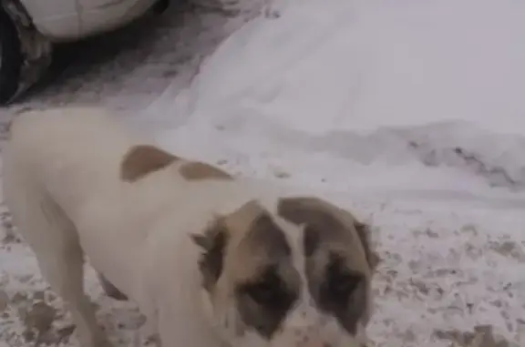 Найдена собака Алабай в Красноярске