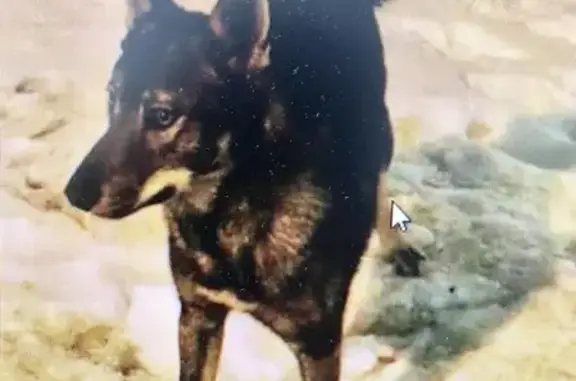 Пропала собака Лайка в Абинске, серого цвета, без ошейника