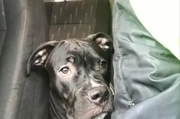 Собака найдена в Развилковском поселении, Московская область