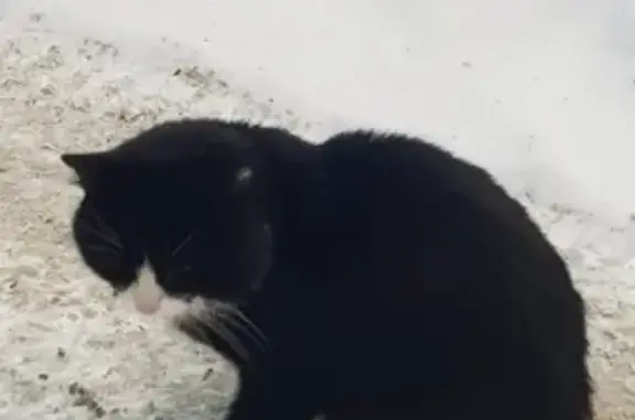Найден черно-белый кот с белой манишкой в Екатеринбурге