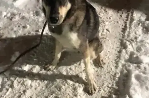 Срочно найдена собака девочка в Высотном (Иркутский 32)