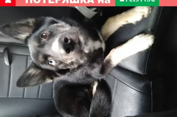 Найдена собака в Отрадном, СПб: метис хаски и лайки, чипирована.