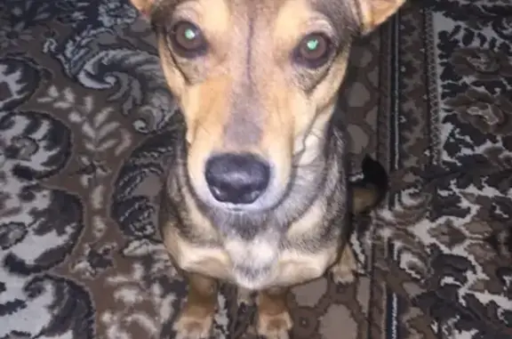 Собаки потеряшки, Кушва, фото: Потеряшка собака в Кушве, черный с рыжим окрасом, имя Пушкин