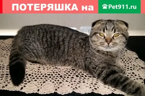 Пропал кот Ачи в Радужном, Тамбов.