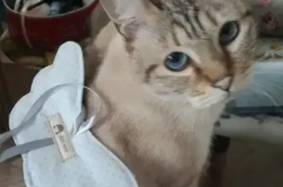 Кошки потеряшки, Санкт-Петербург, фото: Потеряшка кошка Бася, бежевый окрас с голубыми глазами, СПб