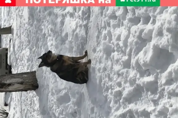 Собака ждет хозяина на ул. Бондаря 17 в Хабаровске