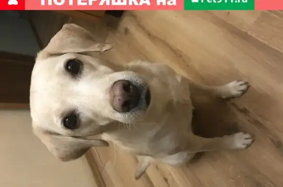 Пропала собака в Москве на Красноярской улице, зовут Ася.
