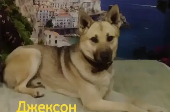 Пропала собака Джекс на Череповецкой улице (Ростов-на-Дону)