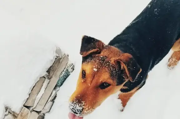 Пропала собака на Алексеевской, 7.