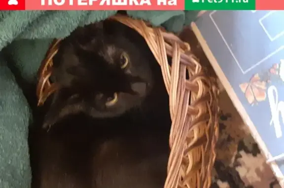 Найден домашний котенок черного окраса возле МКАД на улице Планерная