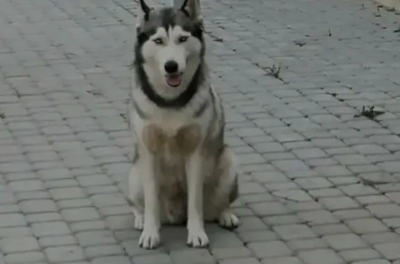 Пропала собака в с. Раздолье, Хаски 5 лет.