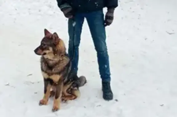 Собака найдена в парке Печатники, Москва