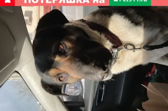 Потерялся пес Добрый в Москве