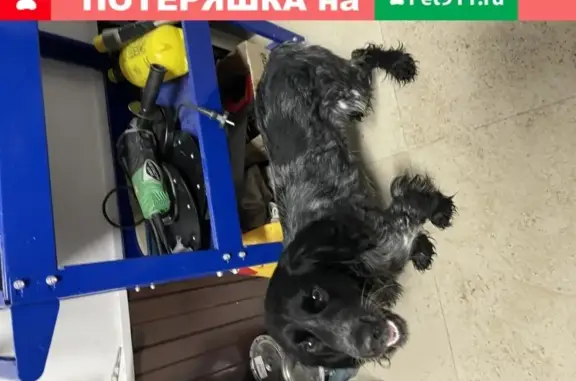 Найден щенок Кокер-спаниель в пос. Альгешево, Чебоксары