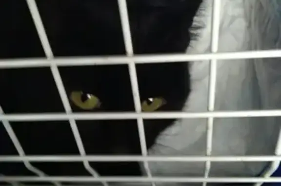 Пропала черная кошка после операции в Бронницах