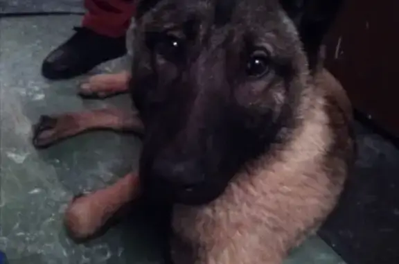 Найдена собака, Пермь, фото: Найдена собака на улице Чехова в Перми