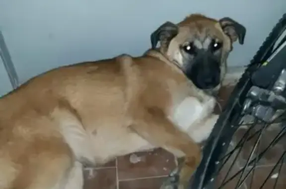 Найдена ухоженная собака в Калуге