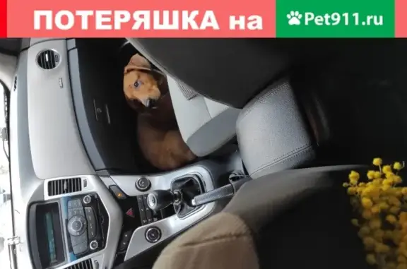 Собака найдена на пр. Победы, 314А.
