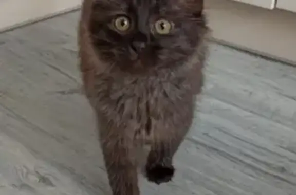 Найдена бурая кошка на 2-й Мелитопольской, 19