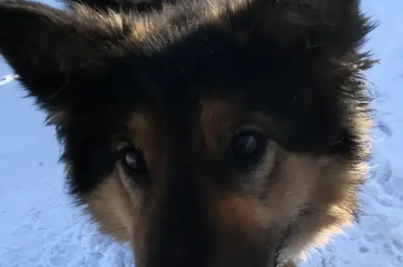 Найдена собака в Барышево, чёрно-коричневая, ласковая