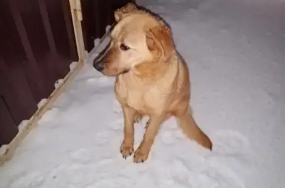 Найдена домашняя рыжая собака в СНТ 