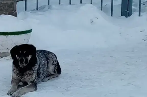 Найдена собака в Екатеринбурге, район Парк Хауса, ул. Сулимова, 50