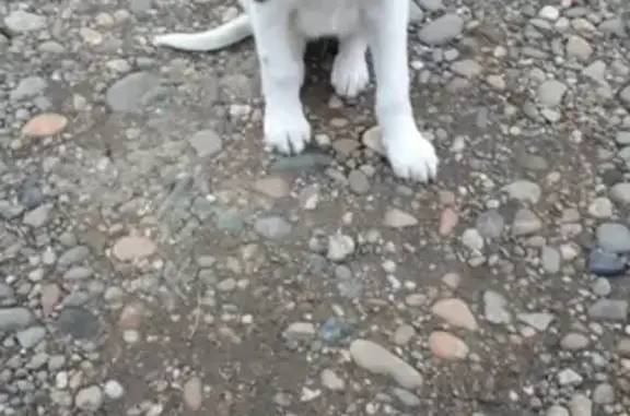 Найдена собака в районе Ставропольской, Краснодар