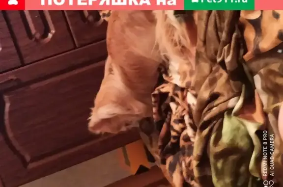 Пропала собака Микки в Жуковском, МО
