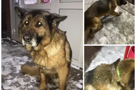 Найдена домашняя собака с зеленым ошейником в парке Урицкого, Казань