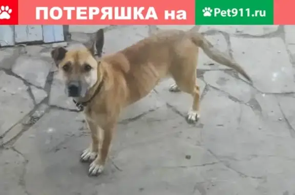 Собака найдена на ул. Малиновского/Таганрогская в Ростове-на-Дону