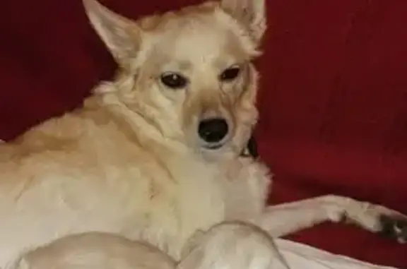 Собаки потеряшки, Новокузнецк, фото: Потеряшка собака на Ярославской улице, Новокузнецк