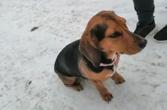 Найдена собака в Хабаровске на улице Суворова