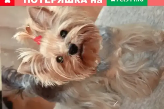 Собаки потеряшки, Орёл, фото: Потеряшка собака Йоркширский терьер на Раздольной, Орёл