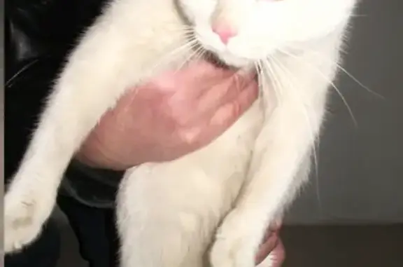 Белый кот найден в подземном паркинге на Просвещения, 87/2 в СПб
