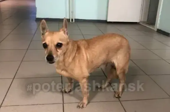 Пропала собака Ася в Новосибирске