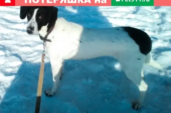 Собаки потеряшки, Нижний Новгород, фото: Потеряшка собака Джесси в Приокском районе, Нижний Новгород