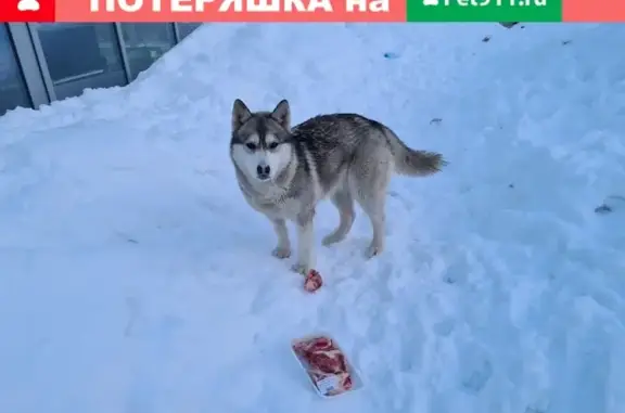 Найдена собака на ул. Декабристов возле Московского рынка